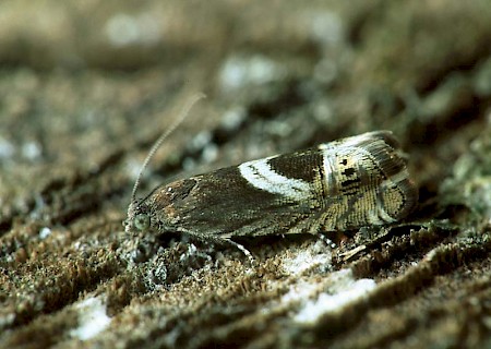 Grapholita jungiella