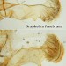 Male genitalia comparison • Genitalia comparison of male with male G. tenebrosana. Leg. I.F. Smith • © Shane Farrell