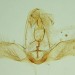 Male genitalia plate • Genitalia of male to pheromone lure in assembling trap. July, Derbyshire. Leg I.F.Smith • © Shane Farrell