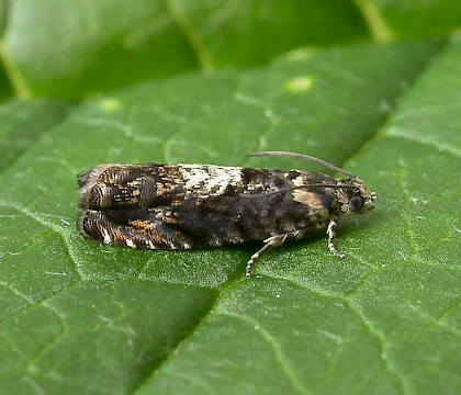 Adult • Wyre Forest, Shropshire, May • © Patrick Clement