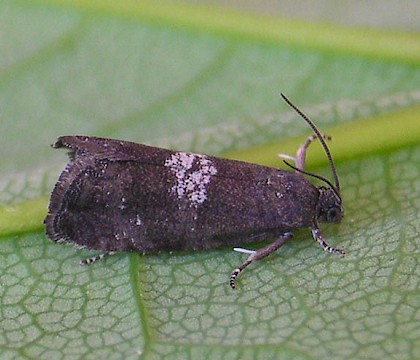 Adult • Holcroft Moss, Cheshire; leg. K. McCabe • © Ben Smart