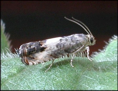 Pammene fasciana