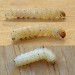 Larva • Chorlton, Greater Manchester, imago reared • © Ben Smart
