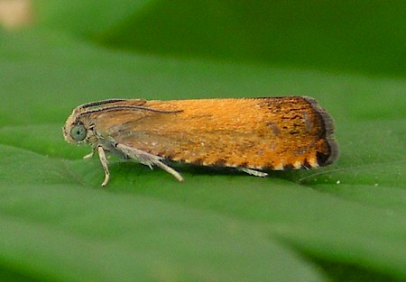 Pammene aurita