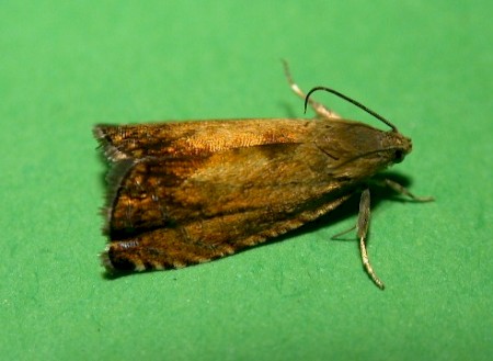 Pammene aurita