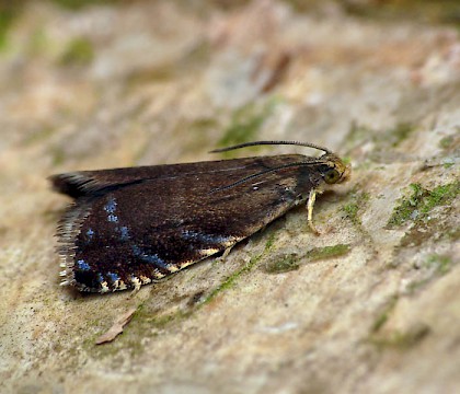 Adult • Hunthouse Wood, Worcestershire • © Patrick Clement