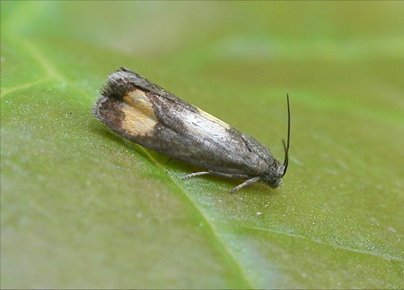 Pammene aurana