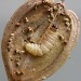 Larva • Carrington Moss, Greater Manchester, on hogweed • © Ben Smart