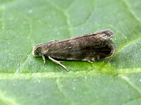 Strophedra weirana