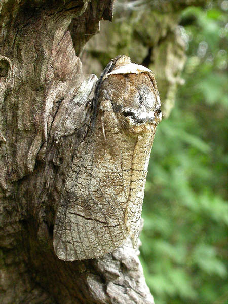 Goat Moth Cossus cossus