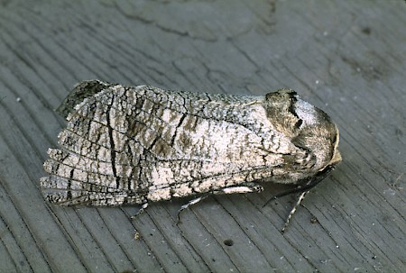 Goat Moth Cossus cossus