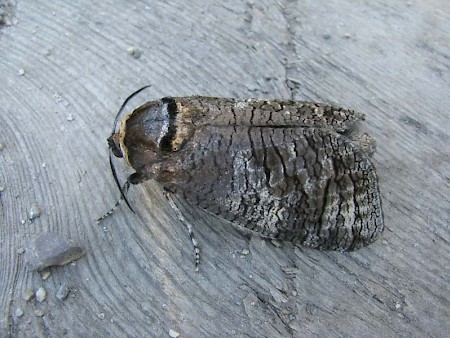 Goat Moth Cossus cossus