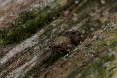 Goat Moth Cossus cossus