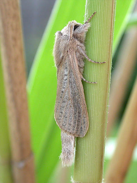 Reed Leopard Phragmataecia castaneae