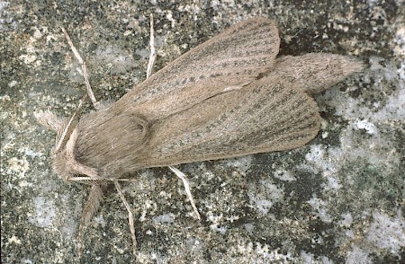 Reed Leopard Phragmataecia castaneae