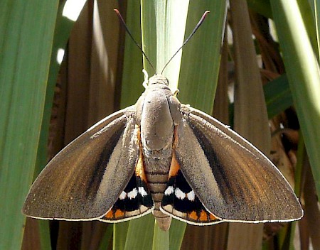 Palm Moth Paysandisia archon