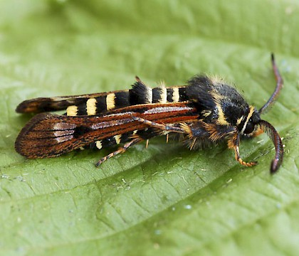 Sesiidae