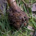 Larval gall • Studham, Bedfordshire • © Charles Baker