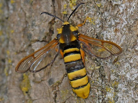 Hornet Moth Sesia apiformis