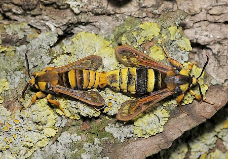 Hornet Moth Sesia apiformis