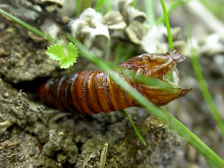 Hornet Moth Sesia apiformis