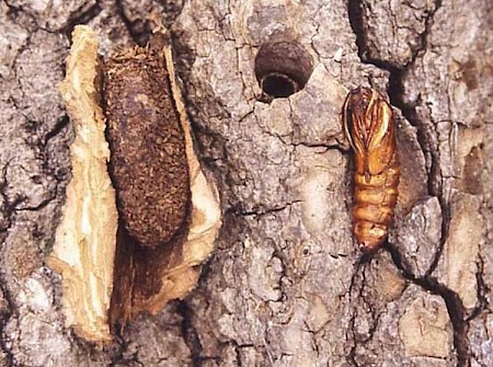 Hornet Moth Sesia apiformis