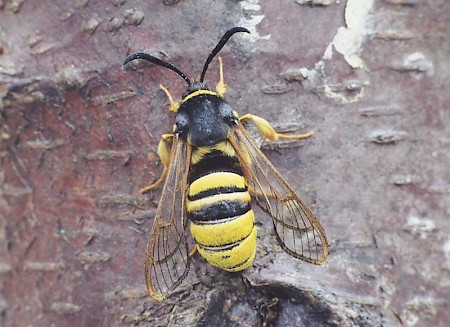 Lunar Hornet Moth Sesia bembeciformis