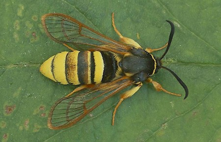 Lunar Hornet Moth Sesia bembeciformis