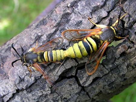 Lunar Hornet Moth Sesia bembeciformis