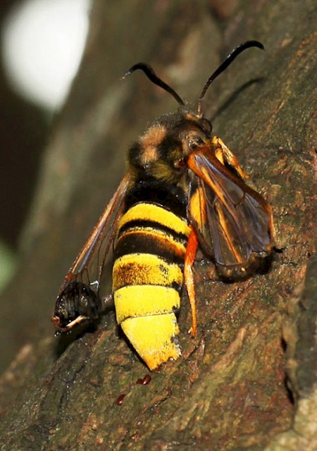 Lunar Hornet Moth Sesia bembeciformis