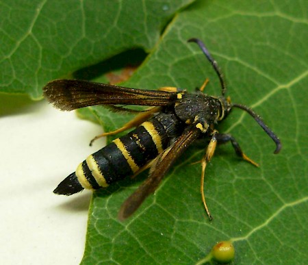 Dusky Clearwing Paranthrene tabaniformis