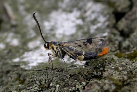 Welsh Clearwing Synanthedon scoliaeformis