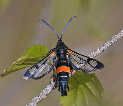 Adult • Upton Heath, Dorset • © Mark V Pike