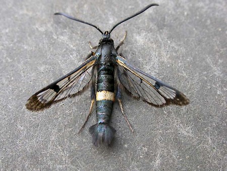 Large Red-belted Clearwing Synanthedon culiciformis