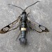 Adult, ab. Flavocingulata • Blean Wood, Kent • © Francis Solly