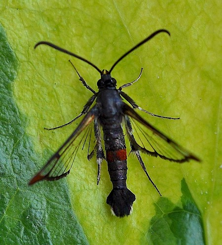 Red-tipped Clearwing Synanthedon formicaeformis