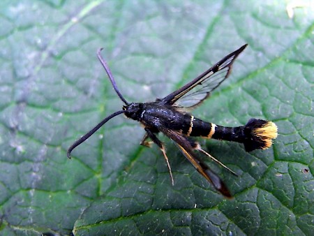 Orange-tailed Clearwing Synanthedon andrenaeformis