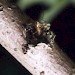 Pupal exuviae • Yardley Chase, Northants • © Tony Richardson