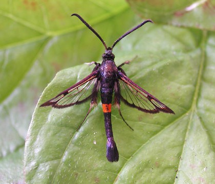 Adult &bull; Fernham, Oxon &bull; &copy; Steve Nash