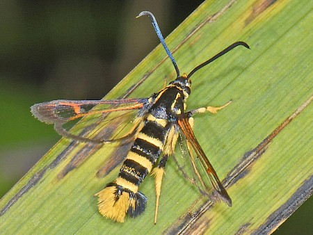 Yellow-legged Clearwing Synanthedon vespiformis