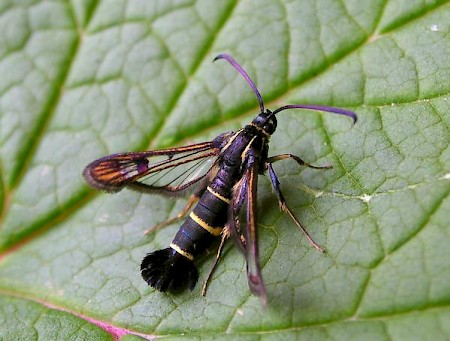 Currant Clearwing Synanthedon tipuliformis