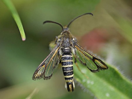 Six-belted Clearwing Bembecia ichneumoniformis