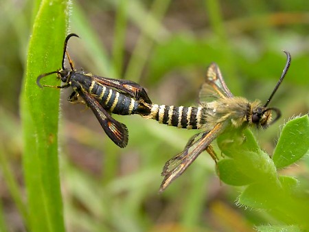 Six-belted Clearwing Bembecia ichneumoniformis