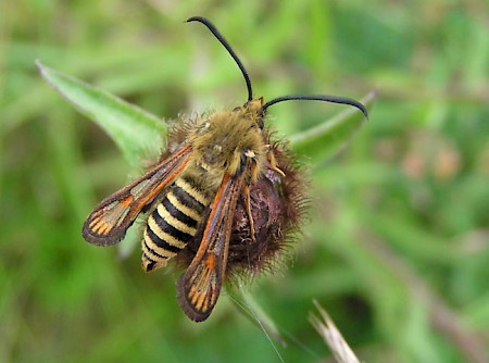 Six-belted Clearwing Bembecia ichneumoniformis