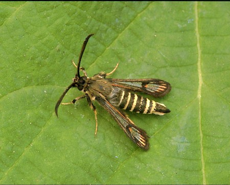 Six-belted Clearwing Bembecia ichneumoniformis