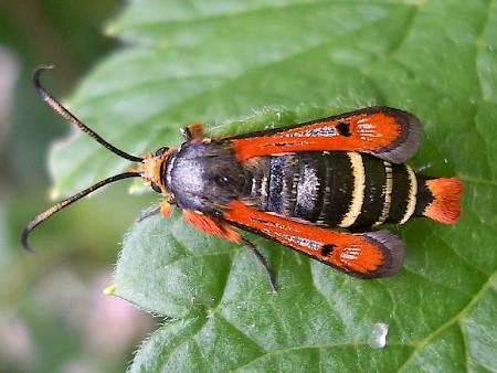 Fiery Clearwing Pyropteron chrysidiformis