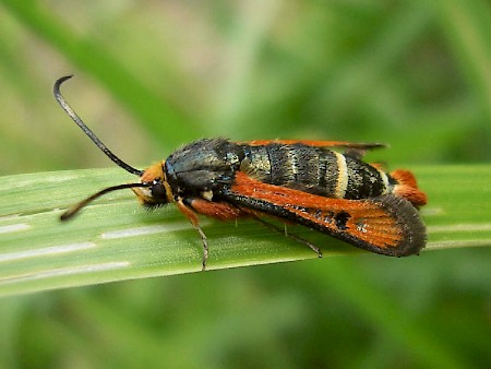 Fiery Clearwing Pyropteron chrysidiformis