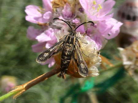 Thrift Clearwing Pyropteron muscaeformis