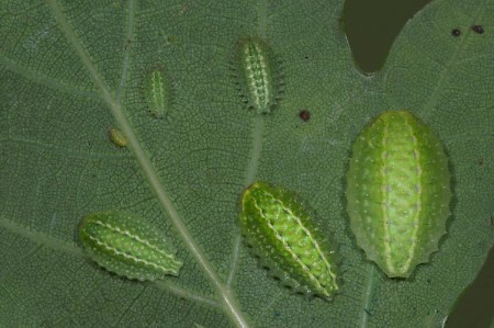 The Festoon Apoda limacodes