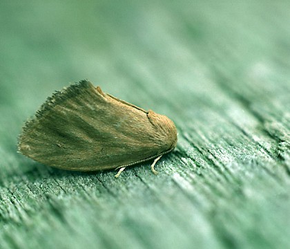 Adult • Ham Street Woods NNR, Kent • © Rob Petley-Jones